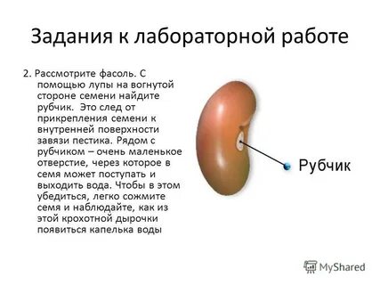 Рассмотрите внешний вид