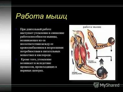 Какая работа более утомительна для мышц