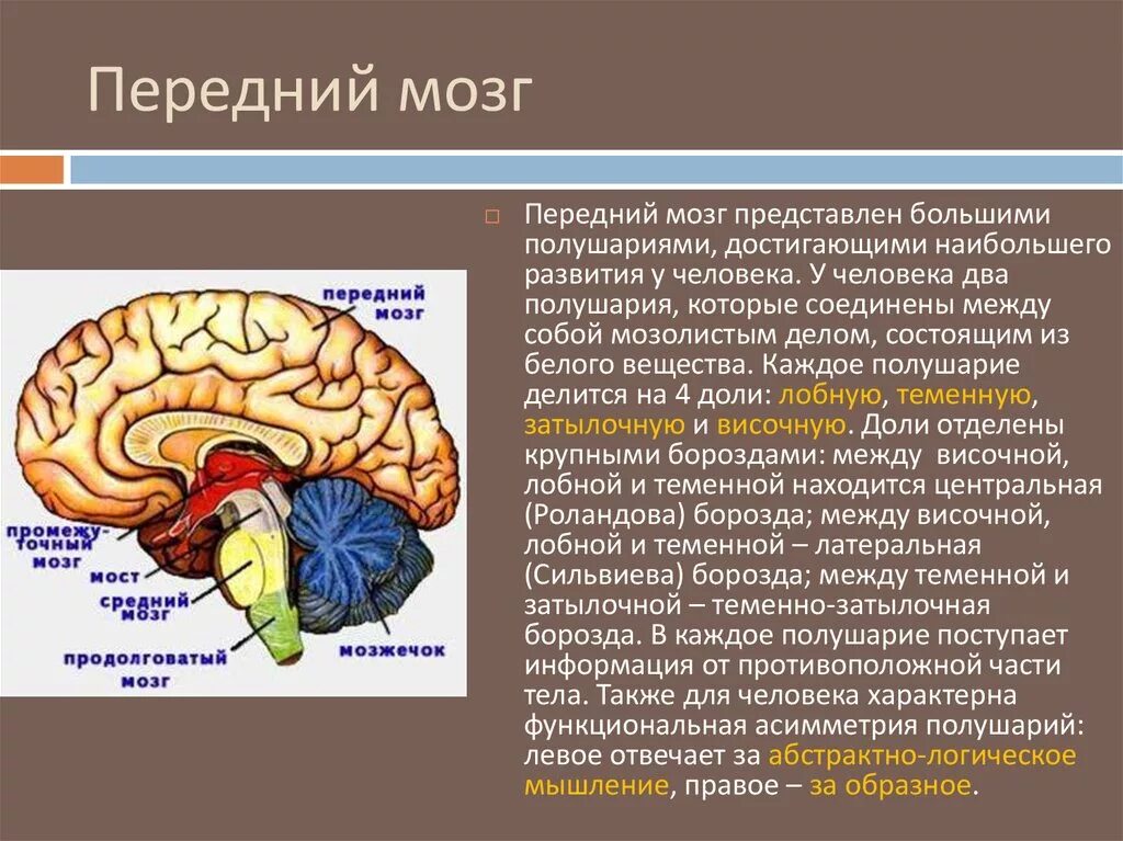 Структура мозга человека и функции. Передний отдел головного мозга структура. Строение и функции переднего отдела головного мозга. Передний мозг расположение. Отделы головного мозга передний мозг.