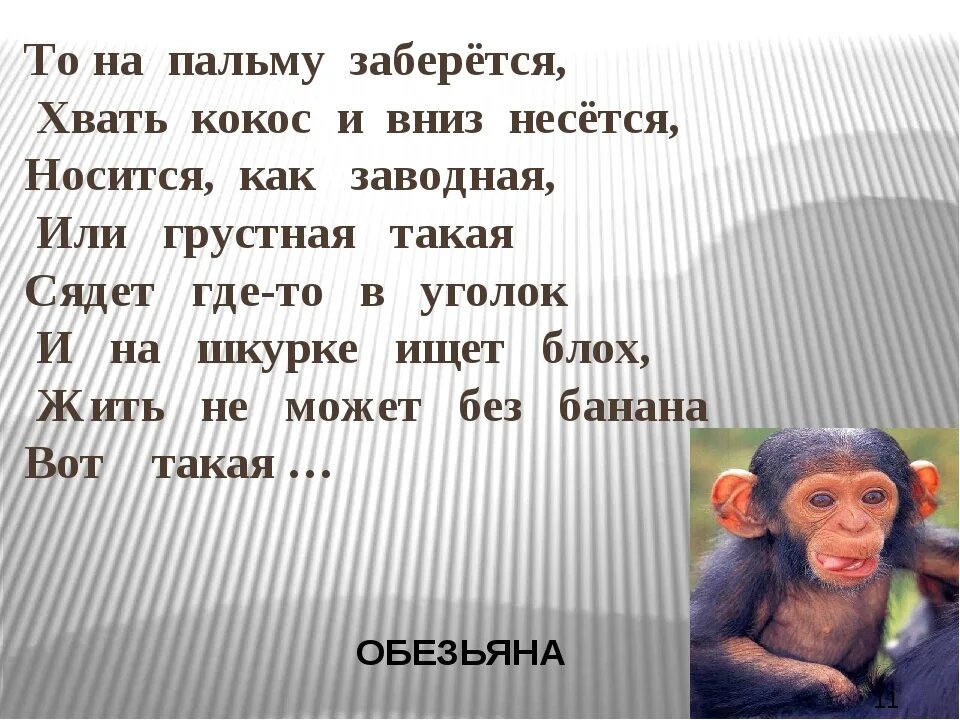 Стих про обезьяну. Загадка про обезьяну. Загадка про мартышку для детей. Загадка про обезьянку для детей. Загадка про обезьяну для детей.