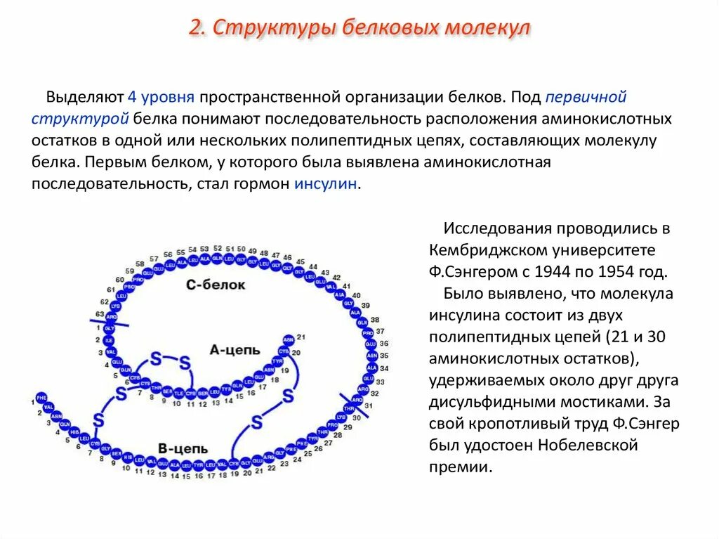 Особенность строения структуры белков. Уровни организации белковой молекулы (первичная, вторичная. уровни структурной организации белка первичный. уровни структурной организации молекулы белков. пространственная организация белковых молекул.