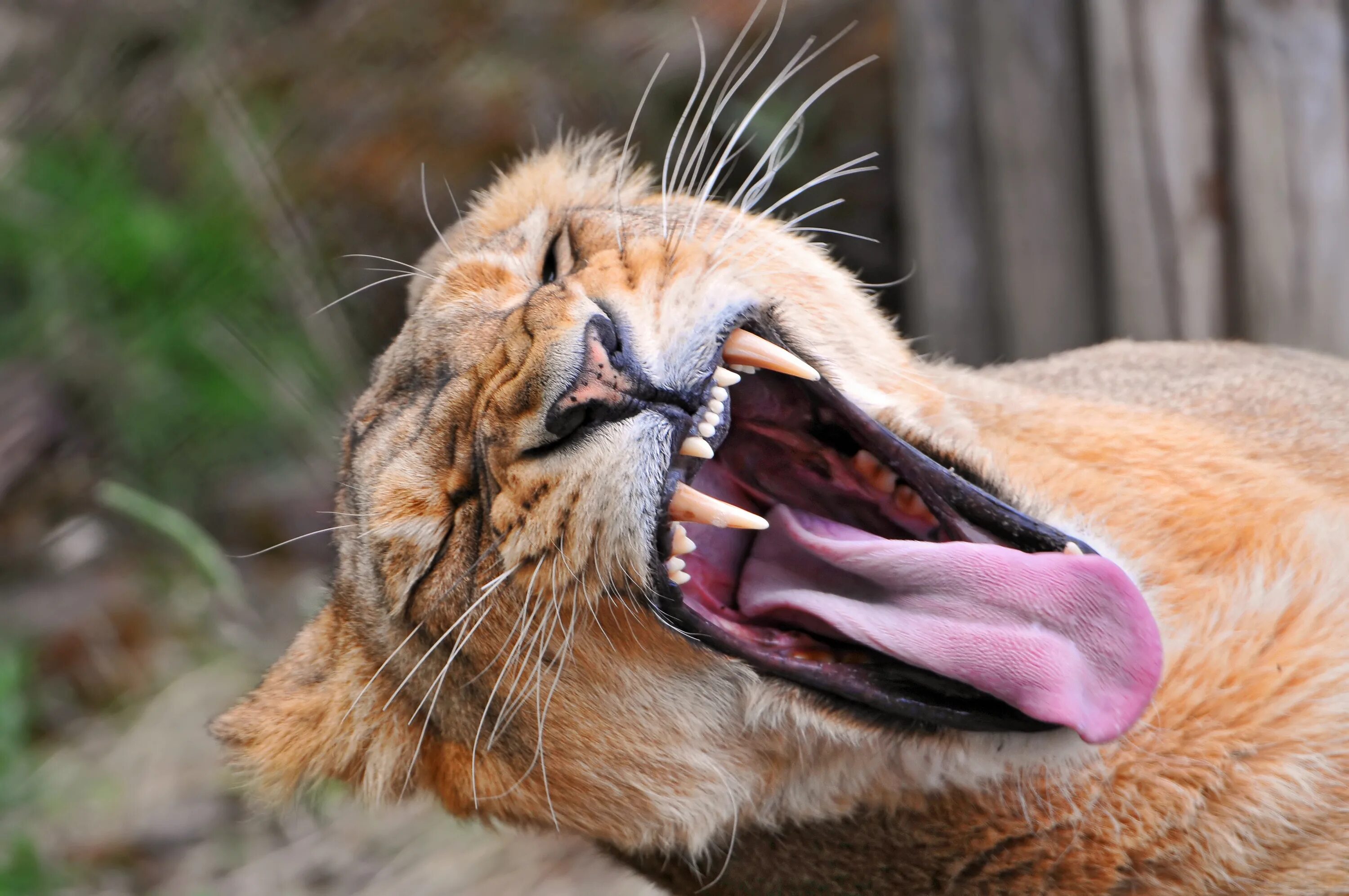 Пасти животных. Пасти животных. Лев зевает. Лев зевает. Саблезубые тигры смилодоны.