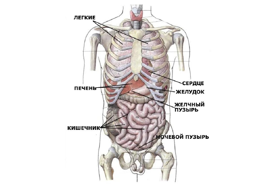Органы человека находящиеся с левой стороны. Анатомия внутренних органов брюшной полости человека. Строение органов спереди. Внутренние органы сзади справа.