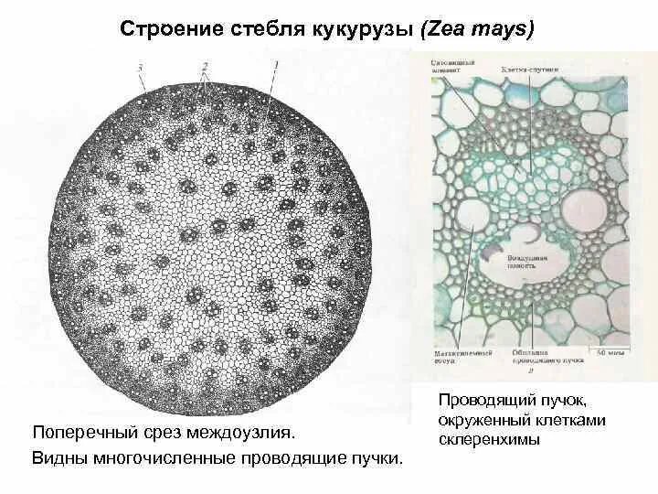 Проводящий пучок однодольного растения. Анатомическое строение стебля кукурузы. Схема поперечного разреза стебля кукурузы. Срез стебля кукурузы под микроскопом с подписями. Поперечный срез стебля кукурузы.