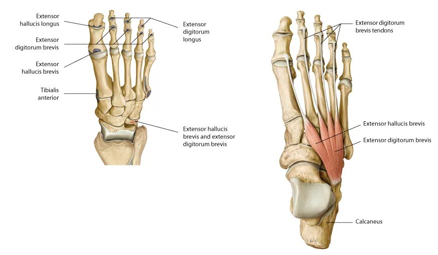 M extensor digitorum. M extensor hallucis brevis. разгибатель большого пальца стопы. короткий разгибатель пальцев стопы. короткий разгибатель пальцев стопы анатомия.