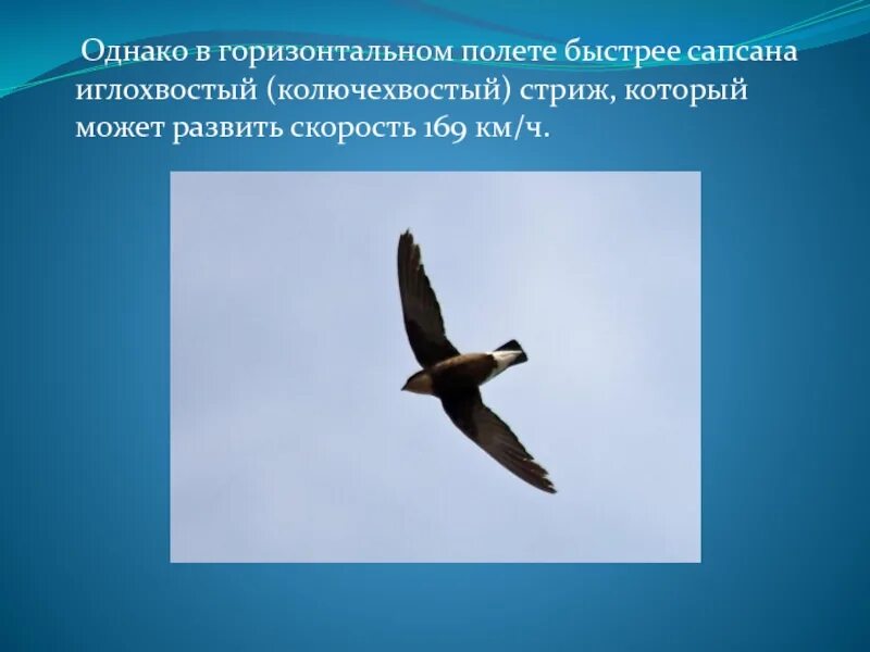 Кто быстро летает из птиц. Стриж птица скорость полета. Стриж скорость полета. Стрижи км ч скорость. Стрижи км ч скорость.