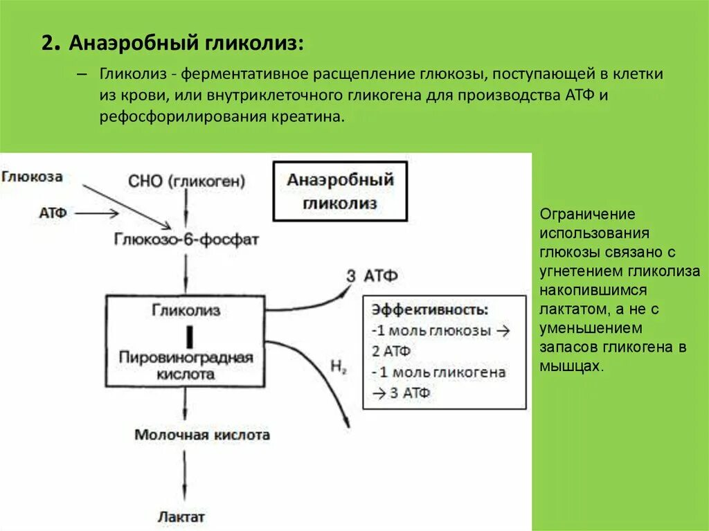 Гликолиз пировиноградная кислота. Схема схема анаэробного гликолиза. Этапы аэробного гликолиза реакции. Схема анаэробного превращения Глюкозы.