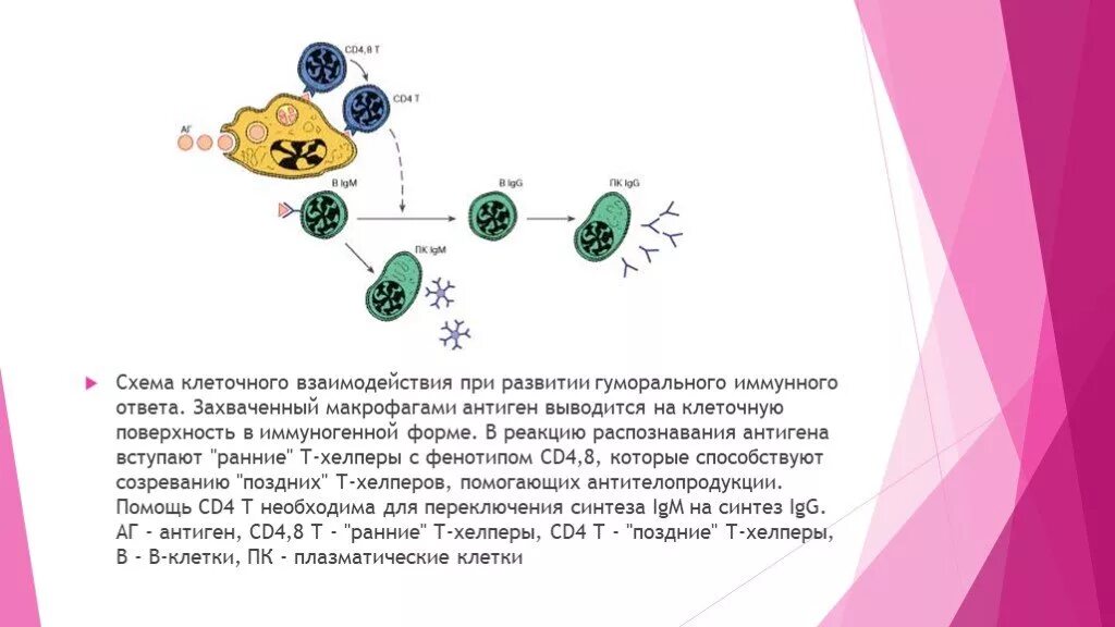 Сенсибилизация схема. Механизм сенсибилизации схема. Взаимодействие клеток при клеточном иммунном ответе. Иммунный ответ десенсибилизации развивается в ответ на. Макрофаги иммунный ответ