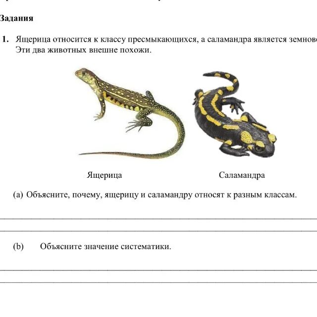 Анализ ящерица. Рабочий лист пресмыкающиеся 7 класс. Задания по теме пресмыкающиеся биология 7 класс. Задания про ящерицу. Пресмыкающиеся задания для детей.