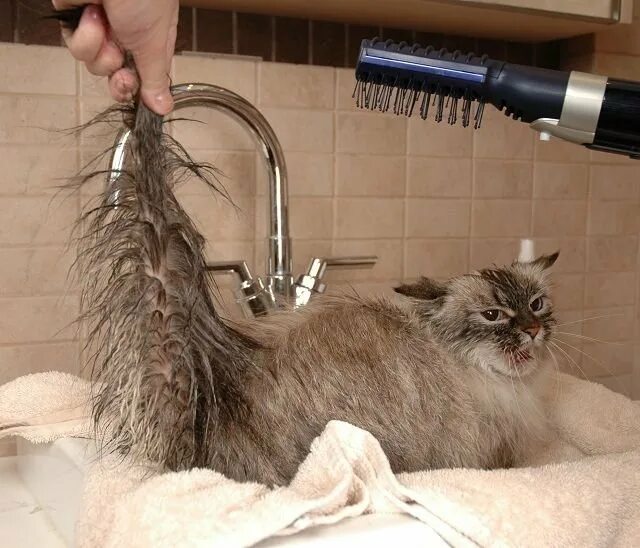 После мытья кошки. Вычесывание Мейн куна. Мытье кошки. Кот и фен. Помытый кот.
