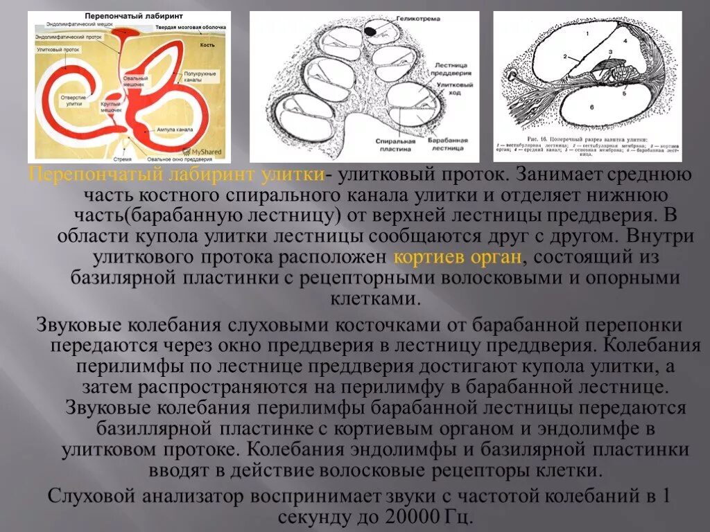 Перепончатый Лабиринт эндолимфа. Перепончатый Лабиринт улитки. Вестибулярная лестница и улитковый канал. Слуховая и вестибулярная сенсорная система.