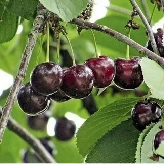 Морозовка вишня опылители описание сорта фото