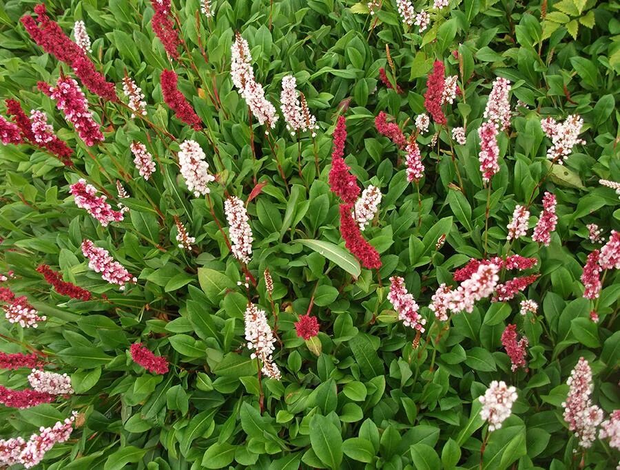 Горец фс. Горец родственный darjeeling red. горец родственный (polygonum affine `daijeerling red`). горец стеблеобъемлющий (persicaria amplexicaulis). персикария darjeeling red.