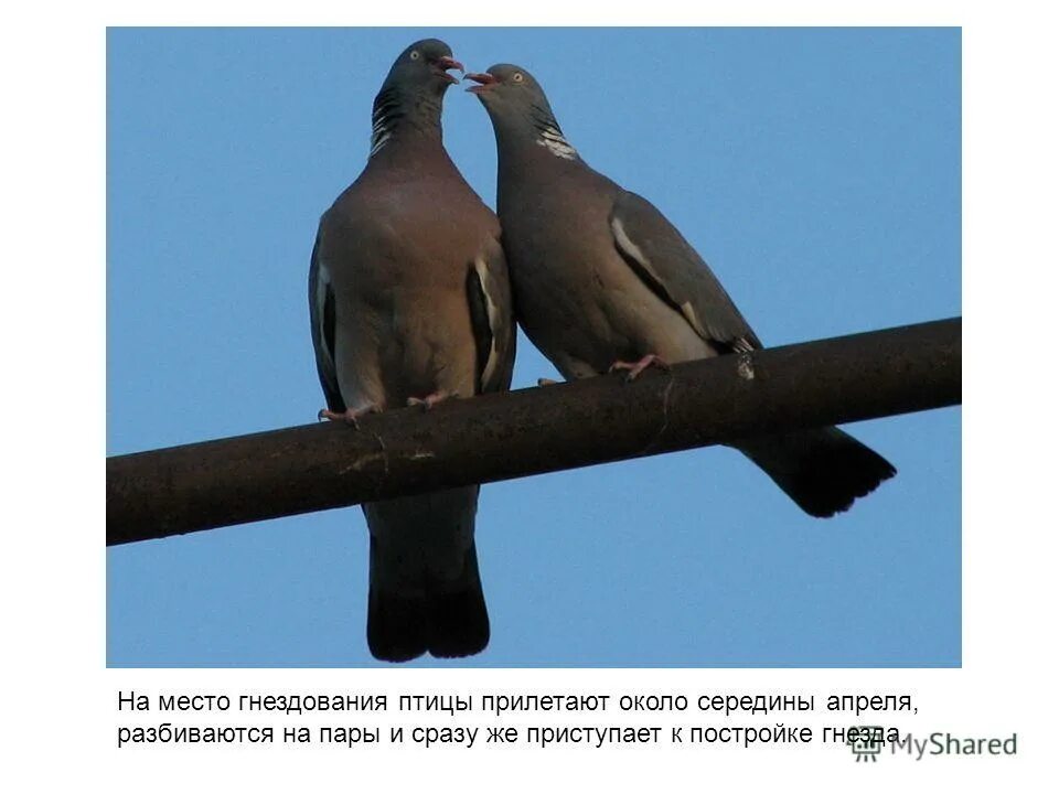 Лесной голубь вяхирь. Вяхирь витютень. Лесной голубь вяхирь охота. Вяхирь (columba palumbus). Вяхирь горлица сизый.