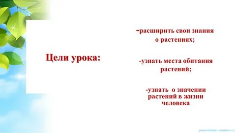 Как узнать растения презентация для дошкольников