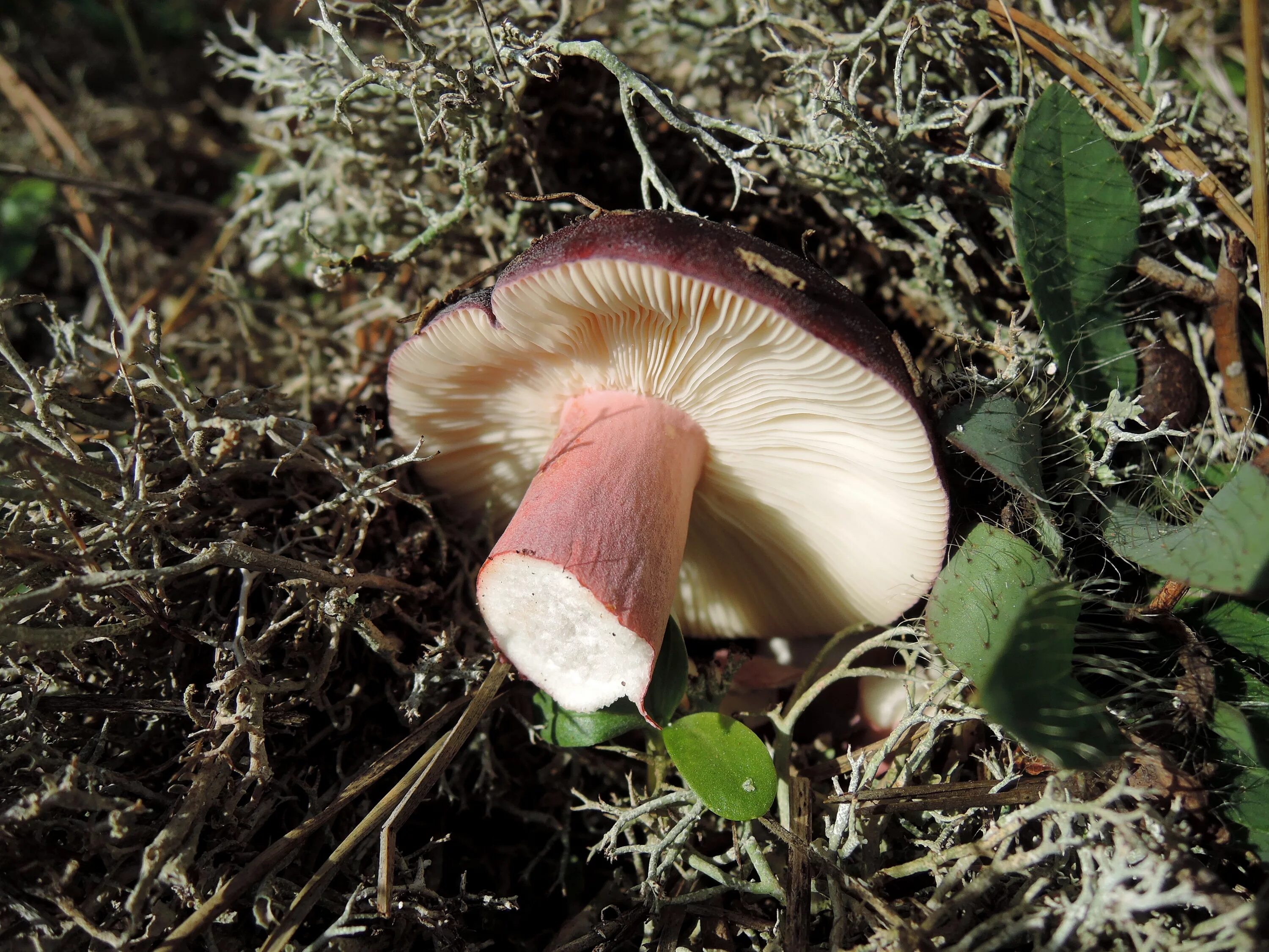 маслята грибы в крыму. крым подкизиловик гриб. ядовитые степные грибы крыма. крымские лесные опята. съедобные грибы севастополя.