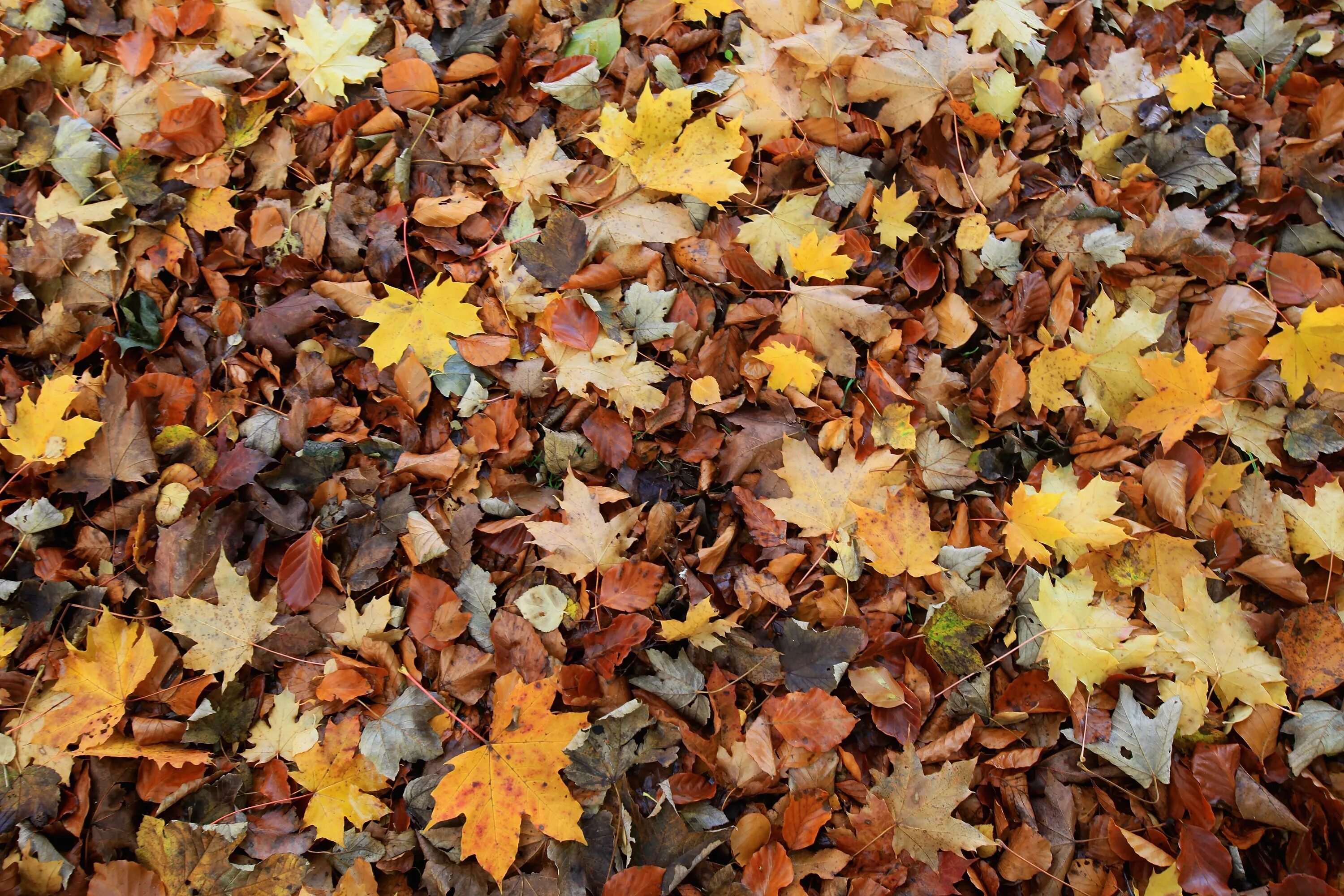 Листовой опад это. Кленовый опад. Осенние листья. Опавшая листва. Осенняя листва.