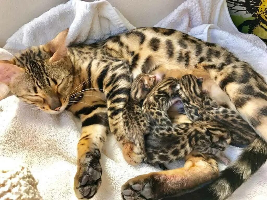 Бенгальские котята. Бенгальская кошка котенок. Новорождённые бенгальские котята. Рождение бенгальских котят. Как помочь кошке родить в домашних