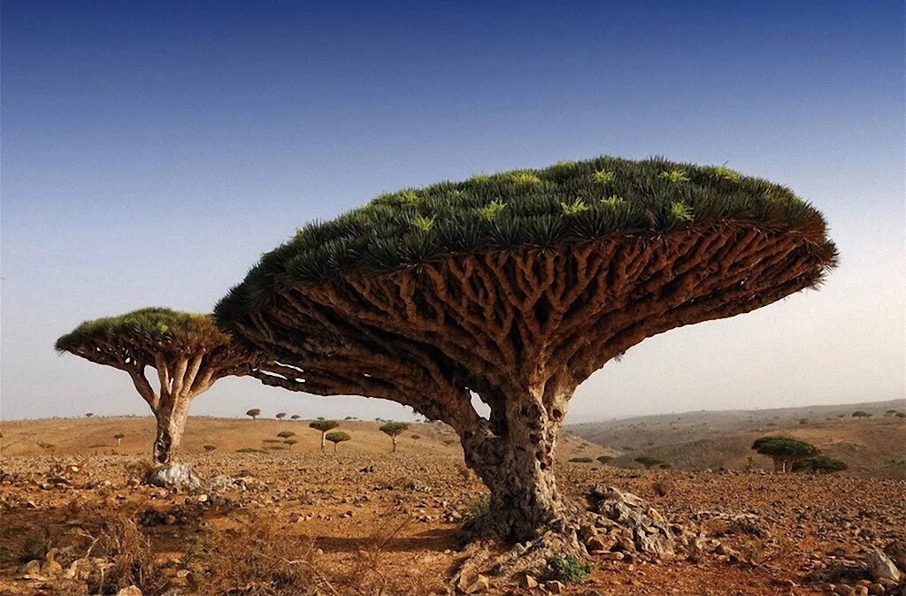 Драконовое дерево Сокотра. Эндемик-дерево острова Сокотра. Баобаб с острова Сокотра. Растения Австралии драконовое дерево.