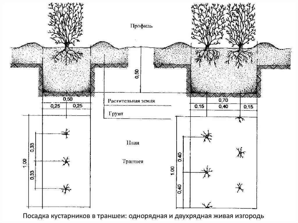 На каком расстоянии сажать растения. Схема посадки кустарников в живую изгородь. Кизильник Живая изгородь схема посадки. Двухрядная Живая изгородь схема посадки. Изгородь из кизильника схема посадки.