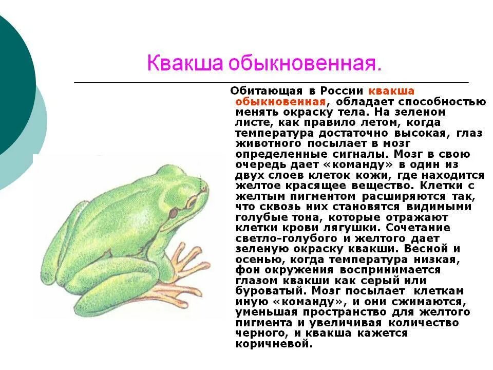 Лягушка земноводное 2 класс. Лягушка квакша обыкновенная. Квакша обыкновенная сообщение 7 класс. Жабовидная квакша Арлекин. Обыкновенная квакша отряд.