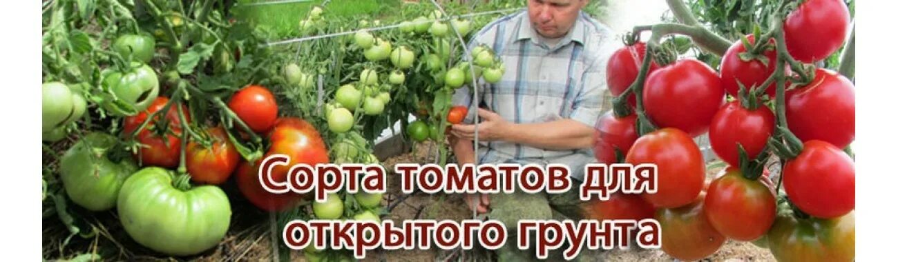 Медведев томатов купить семена. Семена томатов для открытого грунта.