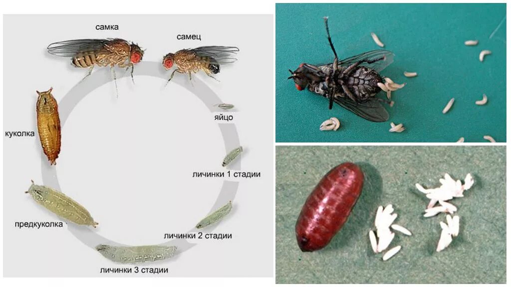 Стадии комнатной мухи. Вольфартова Муха жизненный цикл личинки. Личинки вольфартовой мухи. Личинки вольфрамовых мух.