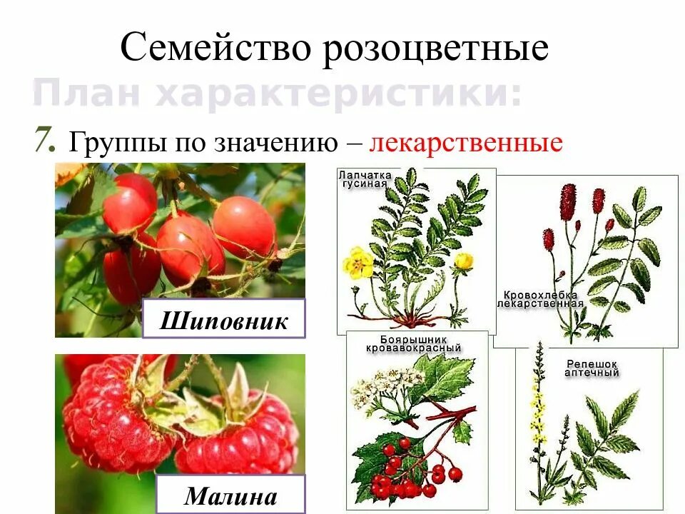 Розоцветные плод. Растения семейства розоцветных. Характеристика семейства Розоцветные. Семейство Розоцветные представители.