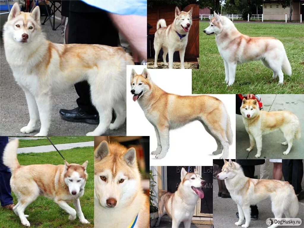 Какого окраса бывает