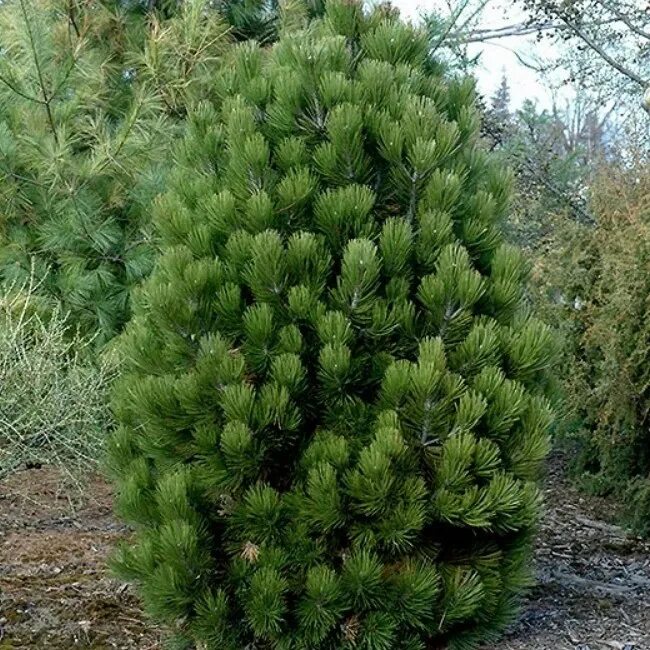 Сосна гельдрейха компакт. Сосна гельдрейха малинки. Сосна малинки. Сосна гельдрейха белокорая. Сосна гельдрейха "malinki" (малинки).