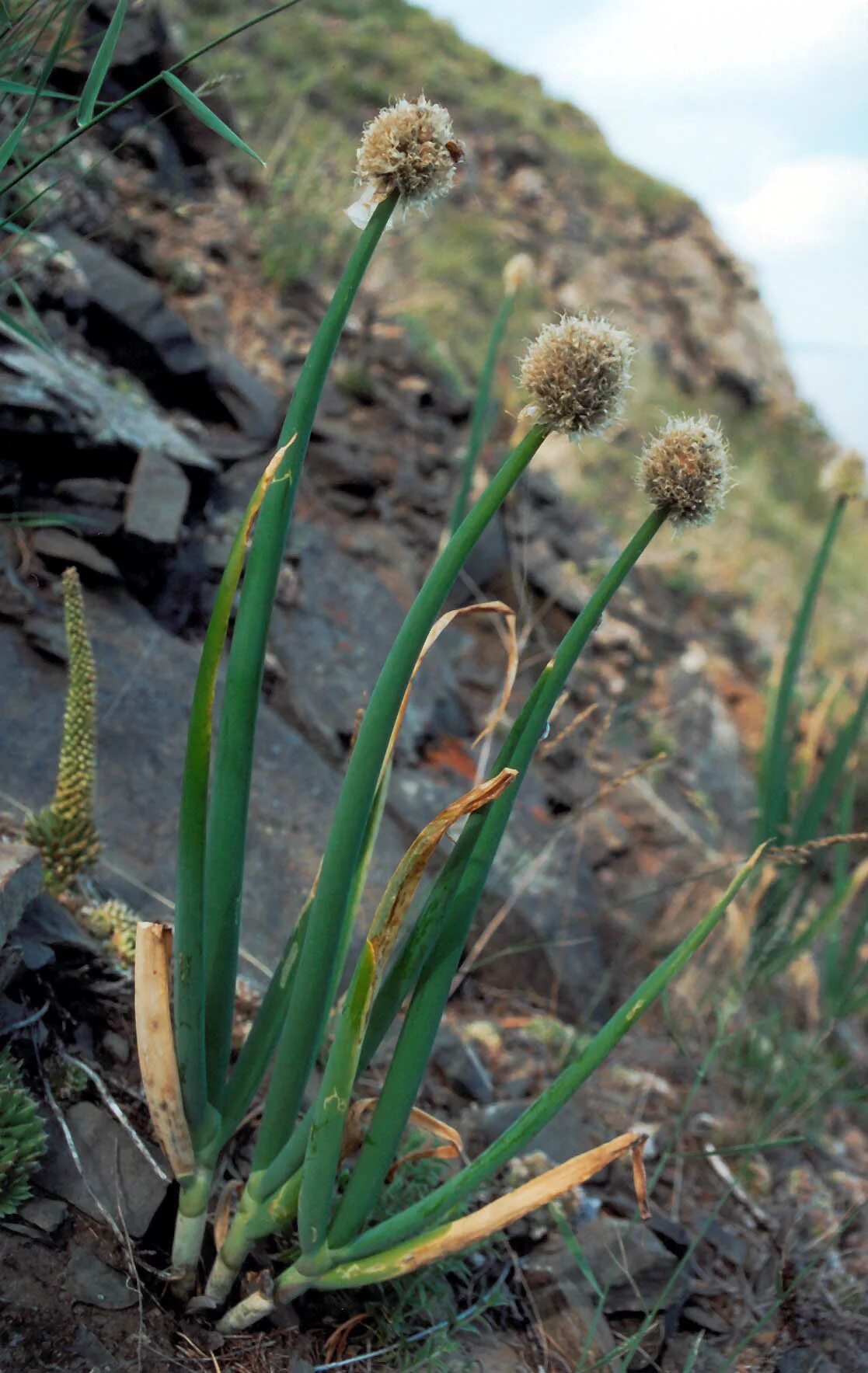 горный лук. горный лук. анзур (лук горный афлатунский). горный лук. лук батун алтайский.