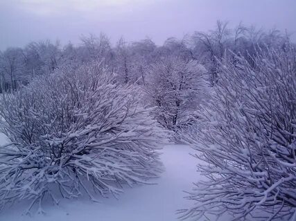 Кусты в снегу
