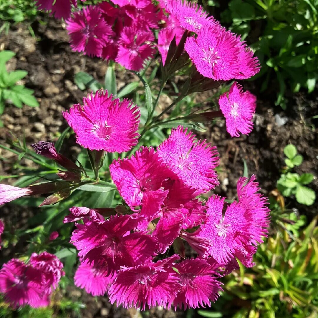 Гвоздика карликовая. Гвоздика Dianthus caryophyllus. Гвоздика многолетняя низкорослая. Гвоздика Садовая многолетняя. Гвоздика Садовая (Dianthus caryophyllus) "Floristan".