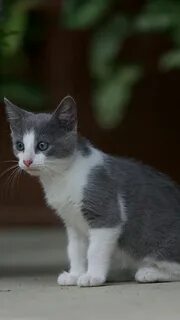 Серо белый окрас кошки