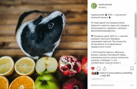Какие фрукты можно морским свинкам
