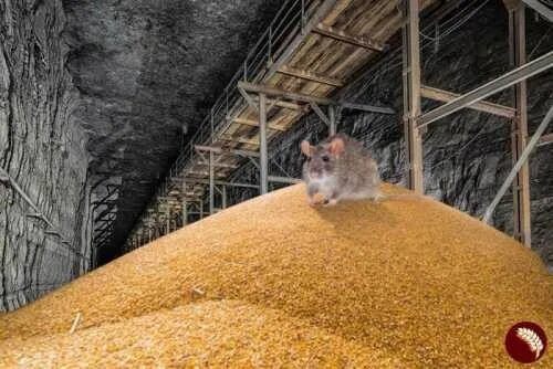 Дамбу съели мыши. Запасы зерна. Запасы зерновых. Вагоны с зерном. Мышь Украина.