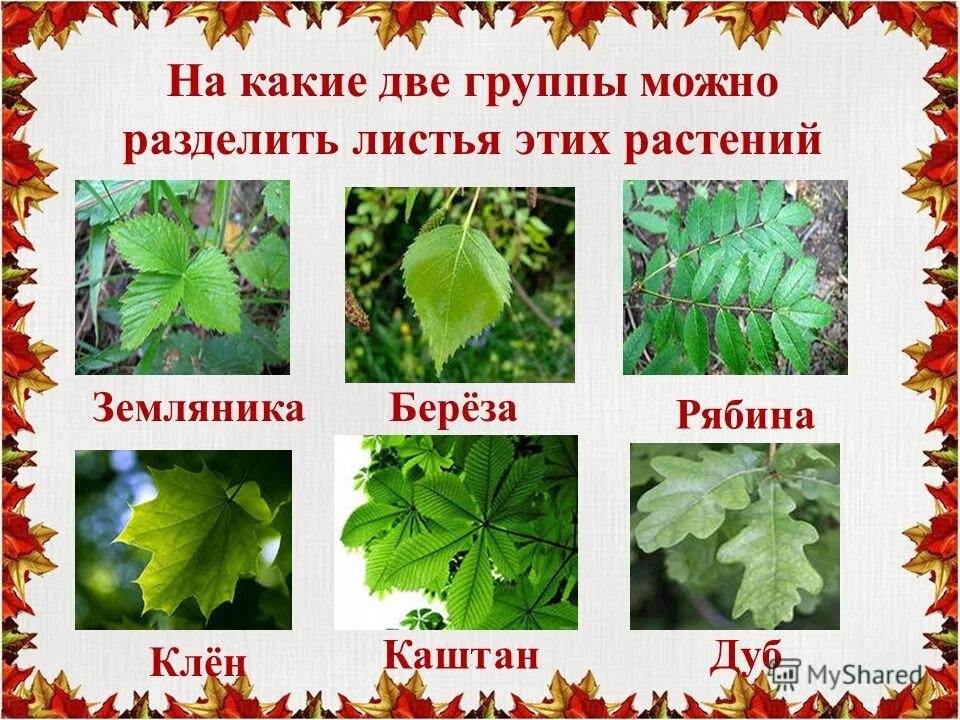Лист групп. На какие группы можно разделить листья. Раздельный лист растения. На какие группы можно разделить листья растений. Группы деревьев листья.