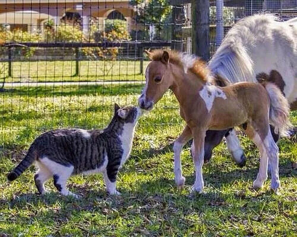 Mini pony. Фалабелла пегая. Карликовая лошадка Фалабелла. Пони Фалабелла. Лошади породы Фалабелла.