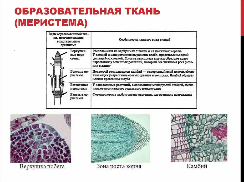 Какая часть у образовательной ткани. Меристема ткань растений строение. Образовательная ткань растений меристема. Образовательные ткани растений строение и функции. Образовательная ткань меристема строение.