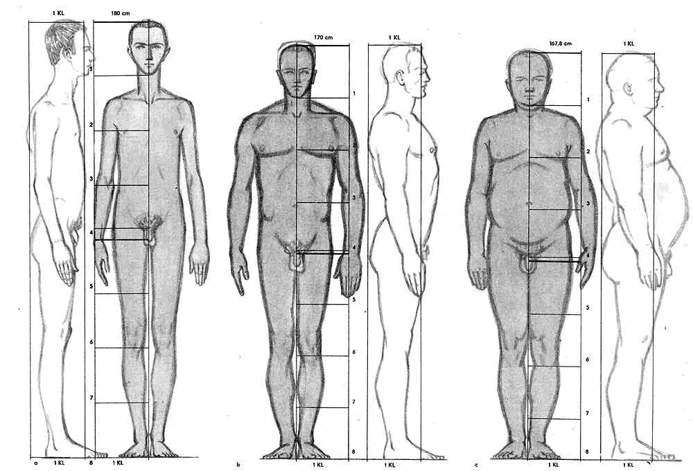 Сколько голов в взрослом человеке. Пропорции тела человека схема. Пропорции человеческого тела. Пропорции человеческой фигуры. Пластическая анатомия пропорции мужской фигуры.