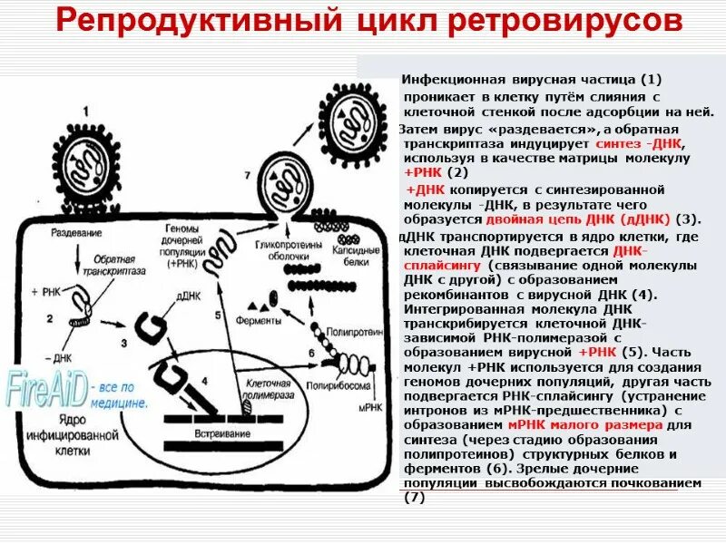 Схема жизненного цикла ретровируса. Жизненный цикл РНК вирусов. Подсемейства ретровирусов. Цикл репродукции ретровирусов.