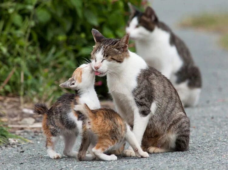 Cat sharing. Мама кошка. Разговор с кошкой. Разговор с кошкой. Разговор с кошкой.