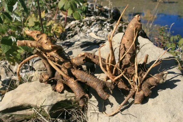 у корневища отсутствуют. псилофиты размножение. у корневища отсутствуют. риниофиты силур. корень растет верхушкой.