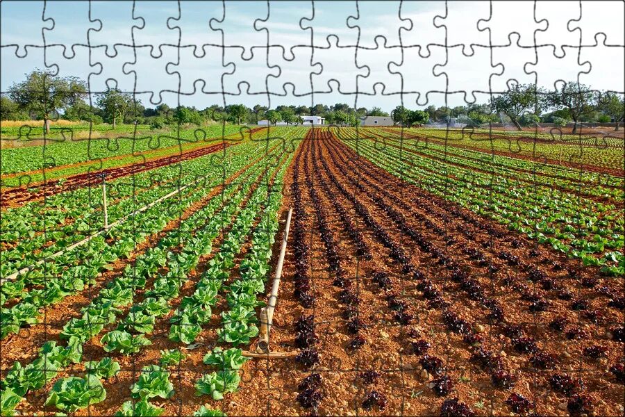 Поле оптом. Искусственная трава jutagrass winner 40/140. Картофель в сетке. Поле оптом. Поле оптом.