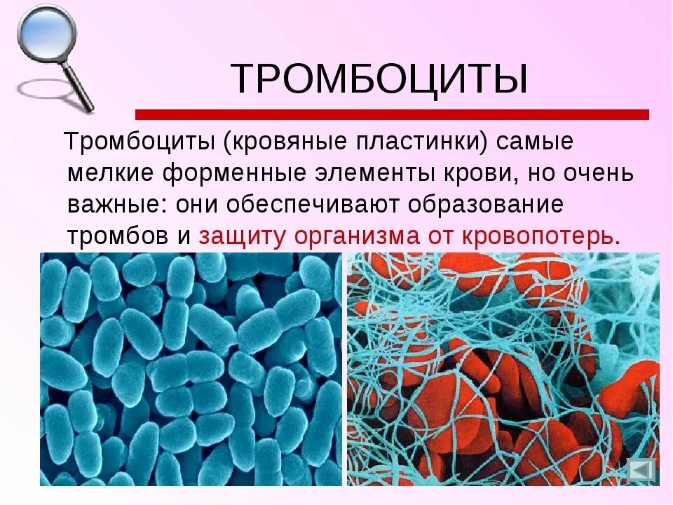 Тромбоциты 10 что это. Тромбоциты. тромбоциты человека.