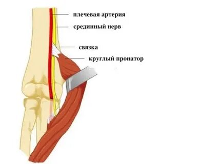 Какие нервы есть в руке