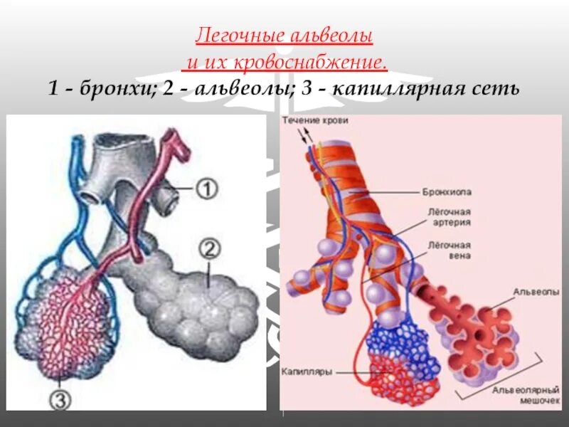 Воздух поступает в альвеолы. Альвеолы. Бронхи и альвеолы. Альвеолы фото. Альвеолы это.