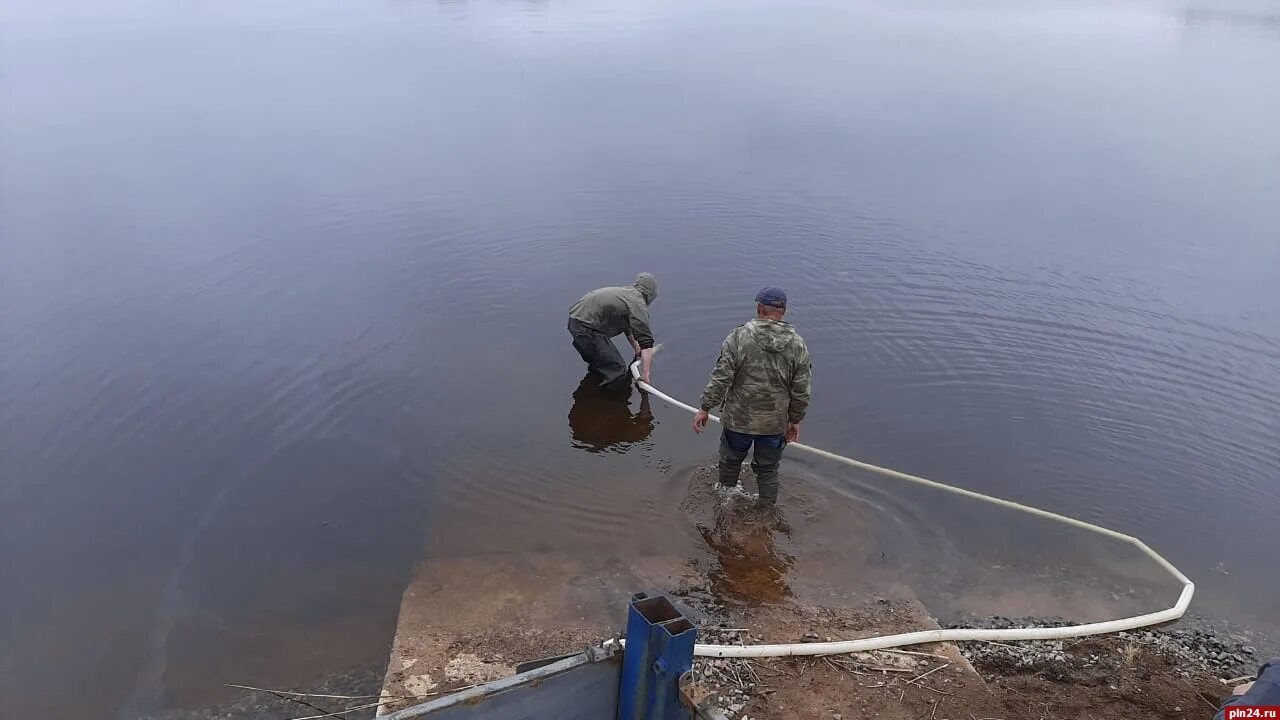 Новости с водоемов псковский клуб