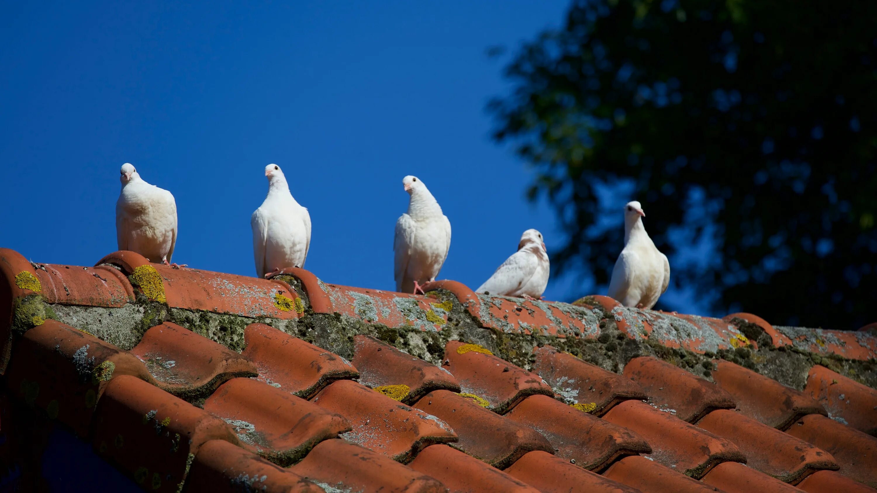 Гонял по крышам голубей слушать. Голуби на крыше. Птицы на крыше. Голуби на черепичной крыше. Белые голуби на крыше.