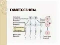 Установи соответствие между стадиями гаметогенеза